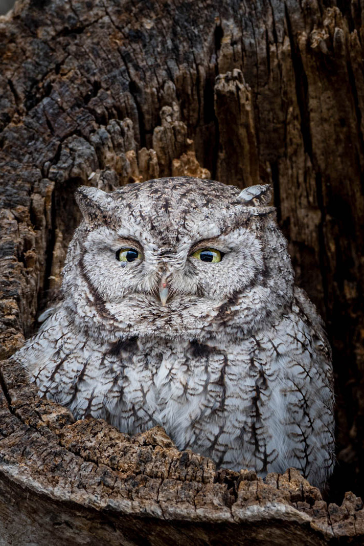 How to identify an Eastern screech owl and other Iowa owls | Iowa DNR